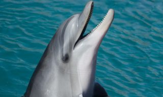 dolphin-1019616_1920